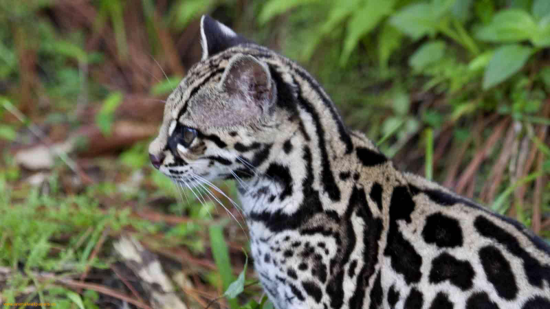 Illustration for article titled Caturday - Leopardus tigrinus Edition